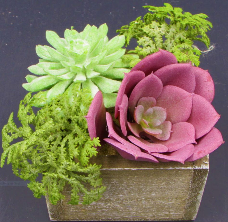 dorm room succulents Inspirational Dorm Room Decor Care Package – hugabox