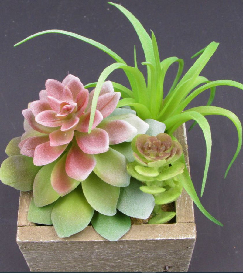 dorm succulents Inspirational Dorm Room Decor Care Package – hugabox